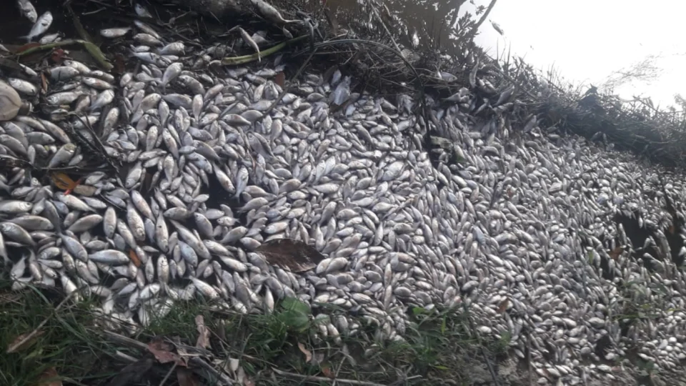 Empresas são multadas em R$ 1 milhão e três pessoas são presas por contaminação de lago em Manaus