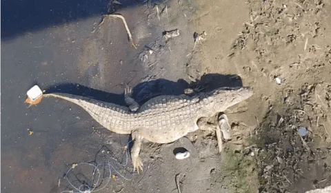 Menino é atacado por jacaré após pular em córrego atrás de pipa na Cidade de Deus, RJ