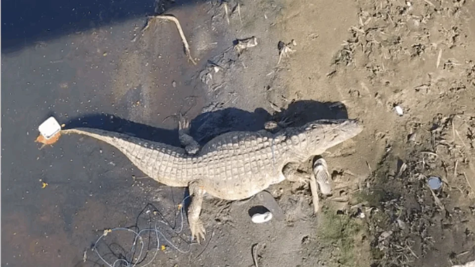 Menino é atacado por jacaré após pular em córrego atrás de pipa na Cidade de Deus, RJ