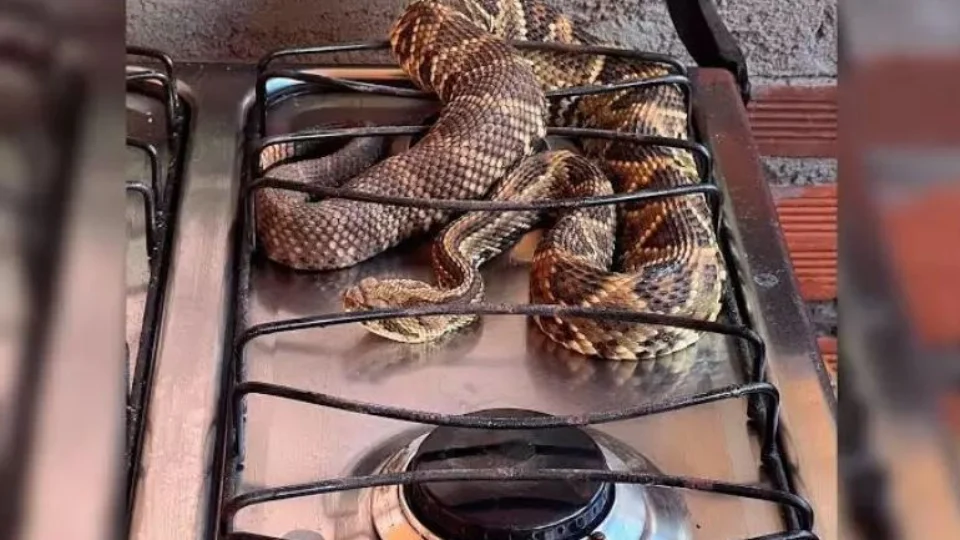 VEJA VÍDEO: cobra cascavel é encontrada em cima de fogão