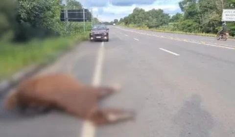 Égua morre após ser atropelada por carro na rodovia  AM-70 no Amazonas