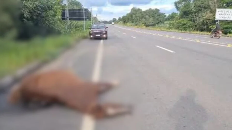 Égua morre após ser atropelada por carro na rodovia  AM-70 no Amazonas