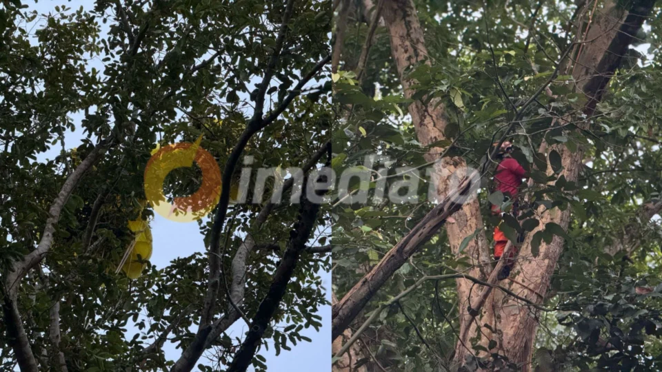 Vídeo: paraquedista cai em área de mata durante salto no bairro da Paz
