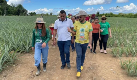 Abacaxi de Novo Remanso é destaque no 1º Workshop de Indicação Geográfica do Amazonas