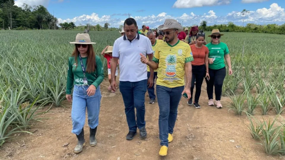 Abacaxi de Novo Remanso é destaque no 1º Workshop de Indicação Geográfica do Amazonas