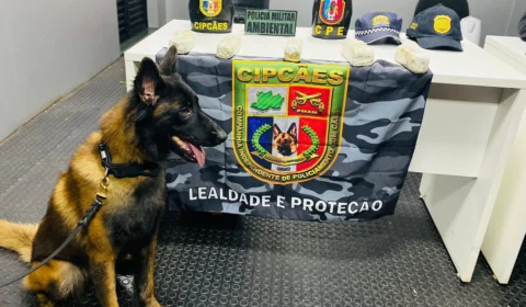 PMAM apreende maconha disfarçada de farinha de mandioca em Barcelos