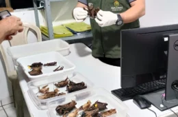 Prevenção à raiva: FVS-RCP realiza ação para controle de morcegos no Amazonas