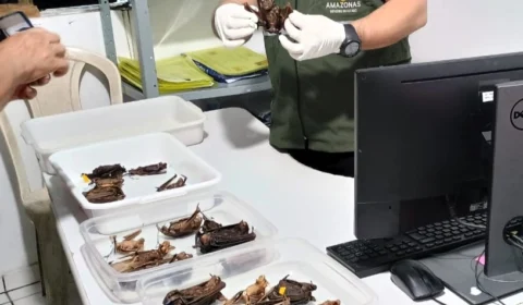 Prevenção à raiva: FVS-RCP realiza ação para controle de morcegos no Amazonas