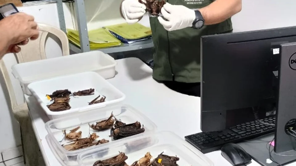 Prevenção à raiva: FVS-RCP realiza ação para controle de morcegos no Amazonas