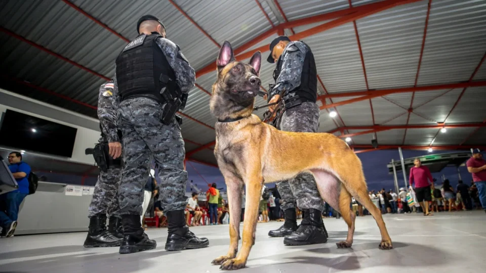 Cães de faro para narcóticos auxiliaram na apreensão de mais de meia tonelada de drogas em Manaus