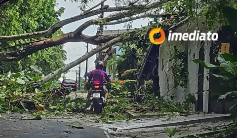 Após forte chuva, árvore tomba e invade casa no bairro Coroado