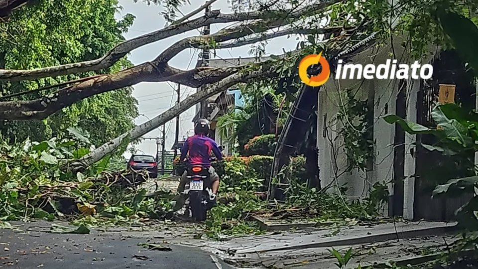 Após forte chuva, árvore tomba e invade casa no bairro Coroado