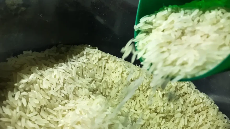 Conab suspende leilão para compra de 104 mil toneladas de arroz polido
