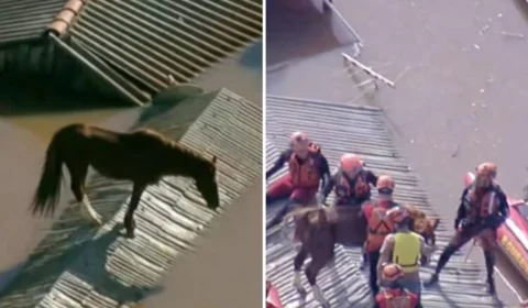 Cavalo Caramelo é resgatado após ficar ilhado em telhado no RS