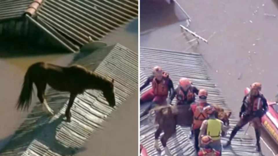 Cavalo Caramelo é resgatado após ficar ilhado em telhado no RS