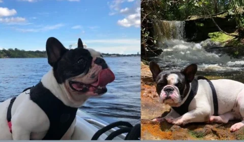 Família realiza buscas para recuperar Bulldog Francês roubada durante assalto em residência no Ajuricaba