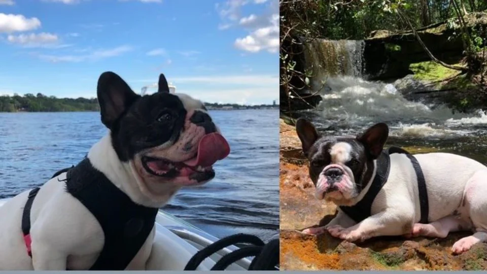 Família realiza buscas para recuperar Bulldog Francês roubada durante assalto em residência no Ajuricaba