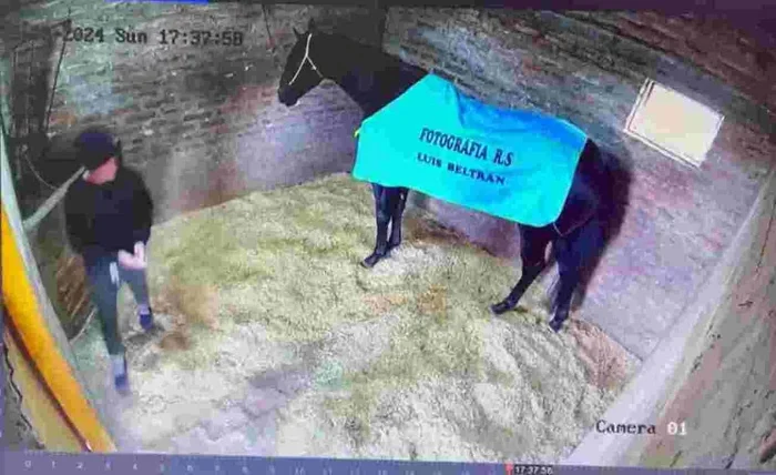 Cavalo Puro-Sangue de R$ 150 mil é envenenado por cuidador na Argentina; Veja vídeo