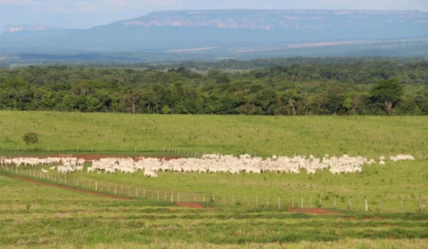 Gado apreendido em reserva na Amazônia deve ser doado