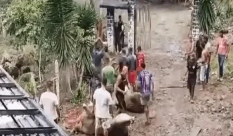 VEJA VÍDEO: Carne de bois é saqueada após caminhão tombar durante acidente