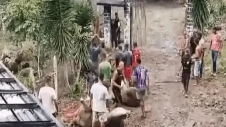 VEJA VÍDEO: Carne de bois é saqueada após caminhão tombar durante acidente