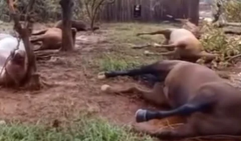 15 Cavalos  são encontrados mortos  após enchentes no RS