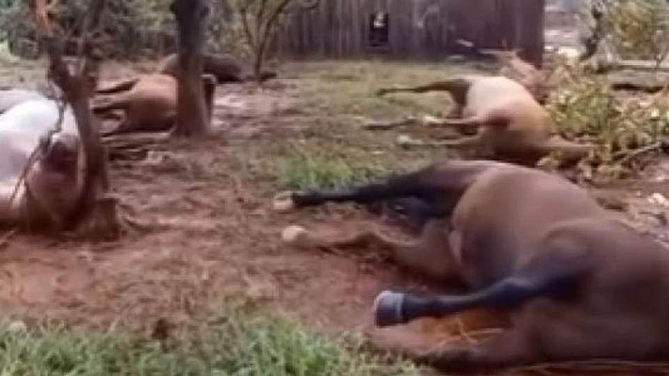 15 Cavalos  são encontrados mortos  após enchentes no RS