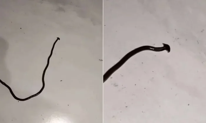 Verme que afeta pets e se multiplica quando cortado aparece no Brasil