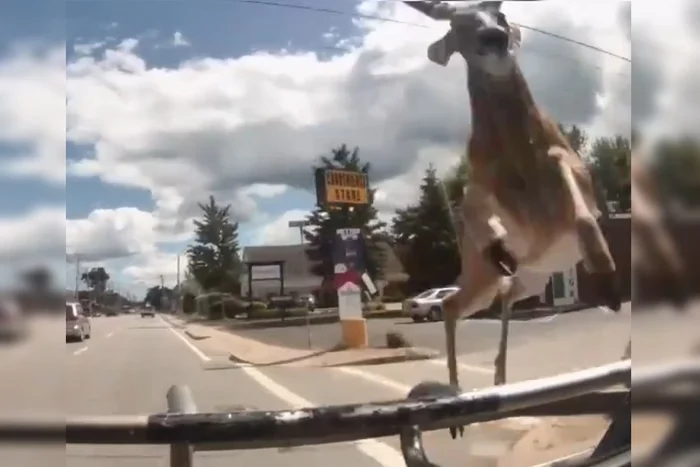 Vídeo: cervo salta em para-brisa de ônibus e deixa 3 pessoas feridas