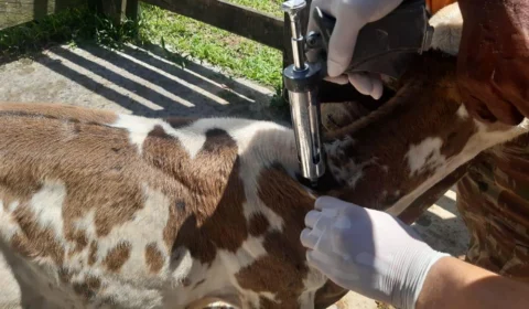 Vacinação contra a brucelose nos municípios do Amazonas é prorrogada