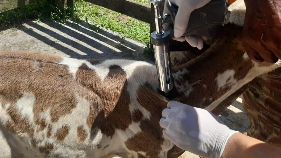 Vacinação contra a brucelose nos municípios do Amazonas é prorrogada