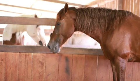 Adaf reforça importância da atualização cadastral de animais de produção no Amazonas