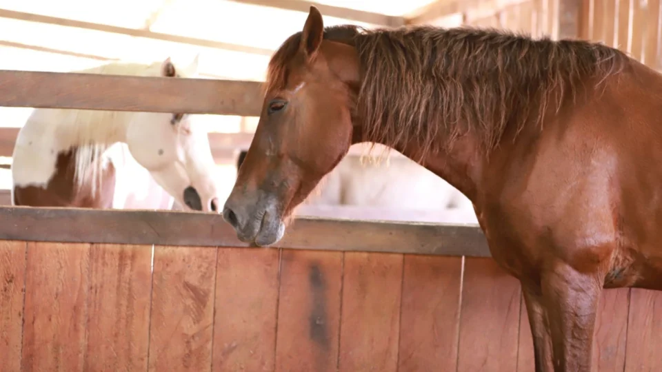 Adaf reforça importância da atualização cadastral de animais de produção no Amazonas