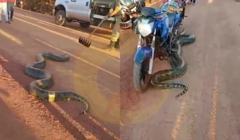 Vídeo: sucuri de 6 metros é resgatada na BR-317 em Boca do Acre após fugir de incêndio florestal