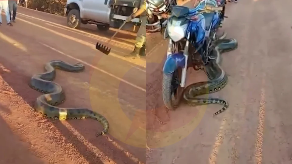 Vídeo: sucuri de 6 metros é resgatada na BR-317 em Boca do Acre após fugir de incêndio florestal