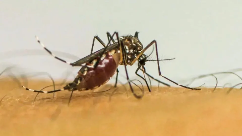 Com 6,3 milhões de casos prováveis, Brasil lidera ranking de dengue