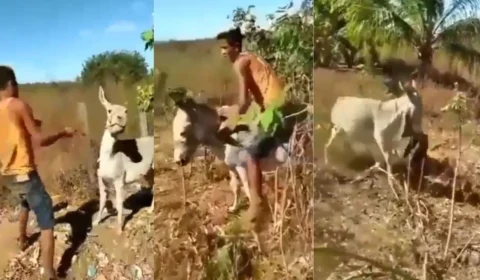 Burro reage a agressões, morde e arrasta homem; veja vídeo