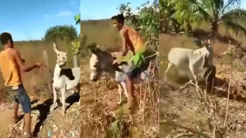 Burro reage a agressões, morde e arrasta homem; veja vídeo