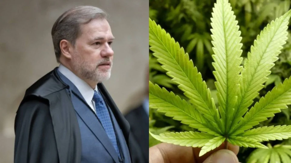 STF decide descriminalizar porte de maconha para uso pessoal