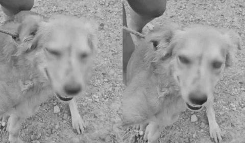 Cachorro fica com facão preso na cabeça após ser agredido; Veja vídeo