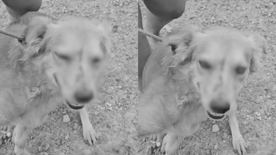 Cachorro fica com facão preso na cabeça após ser agredido; Veja vídeo