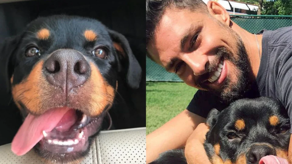 ‘Romeu’, cachorro de Cauã Reymond morre após ser envenenado supostamente com chumbinho