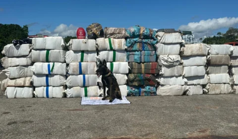 Forças de Segurança registram maior apreensão de droga do ano: 1,5 t de Skunk