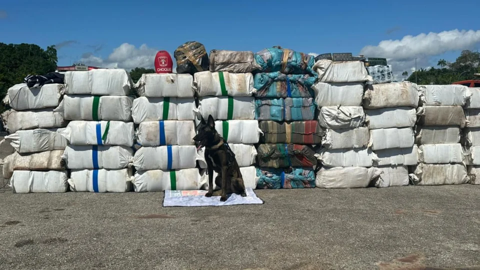 Forças de Segurança registram maior apreensão de droga do ano: 1,5 t de Skunk