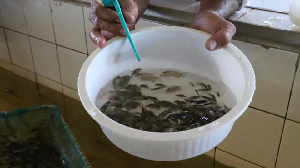 Cerca de 4 milhões de alevinos são entregues a 1,6 mil piscicultores no Amazonas