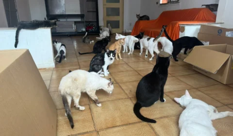 ONG Ongato pede doações para cobrir o custo mensal da ração e para pagar aluguéis atrasados do abrigo dos animais