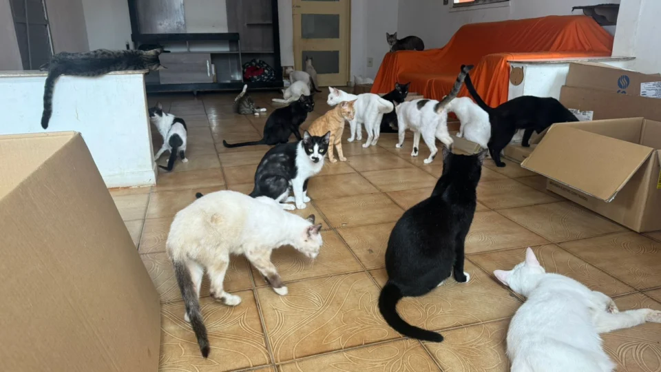 ONG Ongato pede doações para cobrir o custo mensal da ração e para pagar aluguéis atrasados do abrigo dos animais