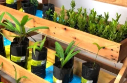 ‘Drive Thru Ambiental’ com doação de mudas e oficinas infantis vai até domingo