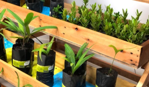 ‘Drive Thru Ambiental’ com doação de mudas e oficinas infantis vai até domingo