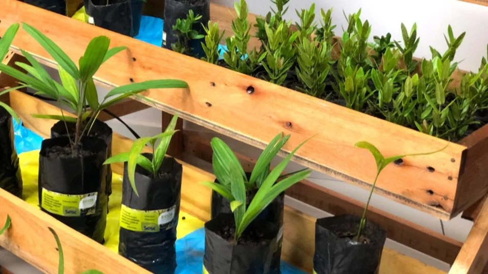 ‘Drive Thru Ambiental’ com doação de mudas e oficinas infantis vai até domingo